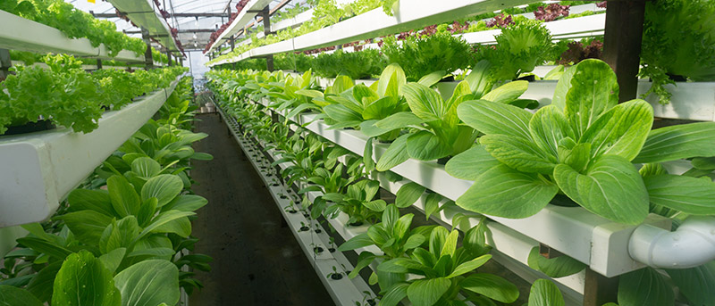 Agricultura vertical y jardinería de interior con hidroponía-Trotec