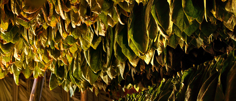 Almacenamiento de tabaco crudo-Trotec