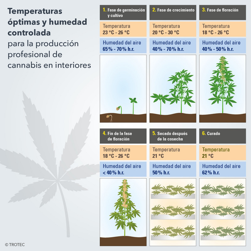 Temperaturas óptimas y humedad controlada para la producción profesional de cannabis en interiores