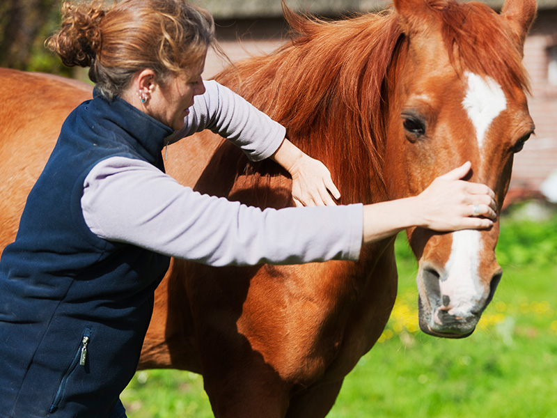 Termografía en la medicina veterinaria: eficiencia y variedad